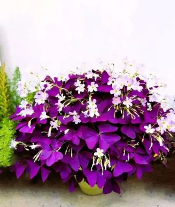 purple shamrock